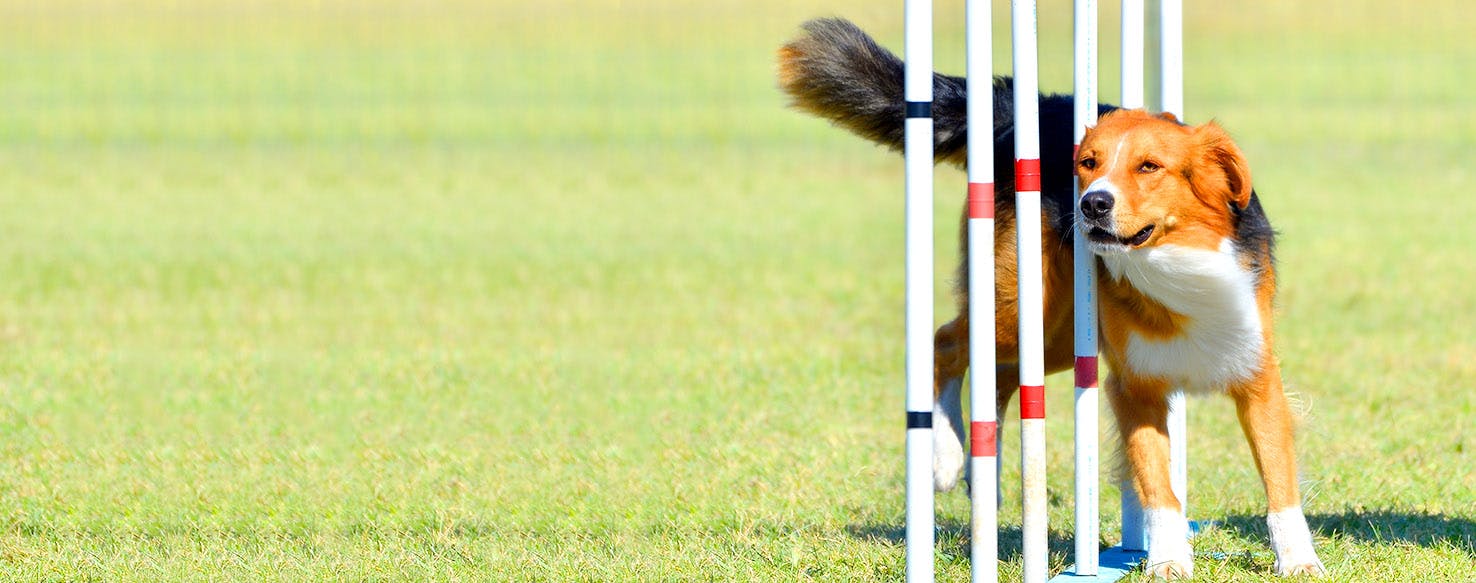 Track and Field Inspired Dog Names Popular Male and Female Names Wag!